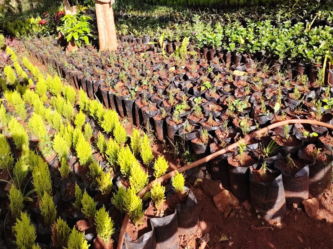 Seedling 1
