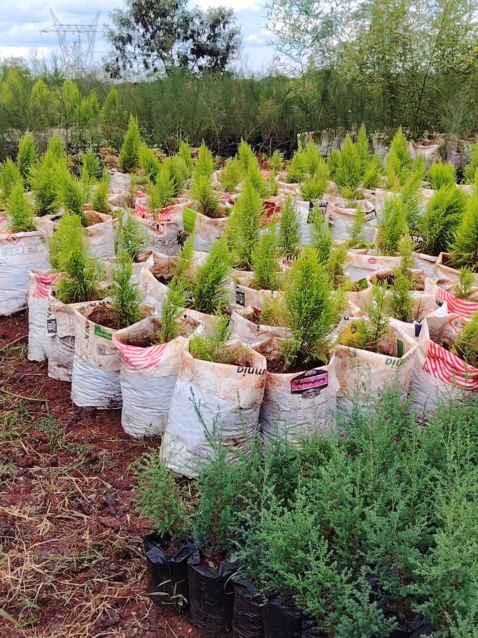Seedling 1